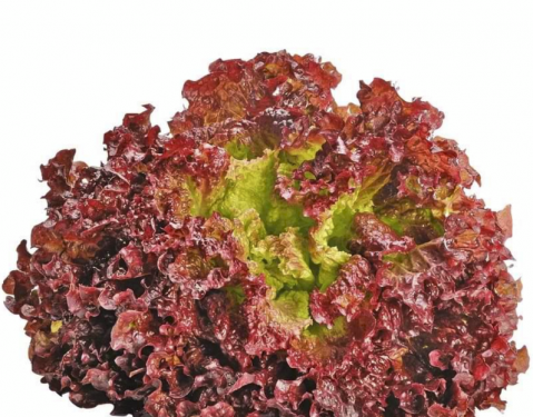 Salata - Salata creata rosie LOLLA ROSA 3 G