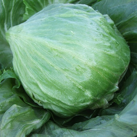 Salata - Salata Aviram 1000 seminte