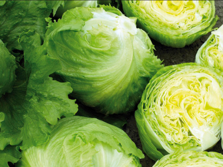 Salata - Salata iceberg Expression 5000 seminte drajate Enza Zaden