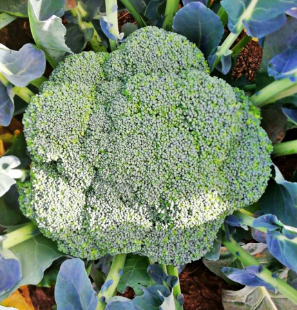 Broccoli - Seminte broccoli Samoa F1 2500 seminte