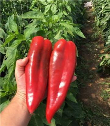 Seminte ardei capia Vitalica 100 sem [1]