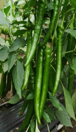 Seminte de legume - Seminte ardei iute Koyote F1  - Capsico