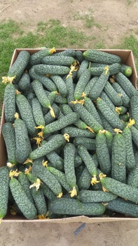 Castraveti - Seminte castraveti Ilonara f1 250 sem