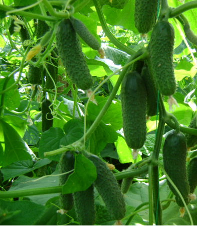 Seminte de legume - Seminte castraveti Kybria F1
