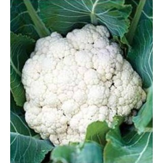 Seminte conopida Arienzo F1 1000 sem [1]