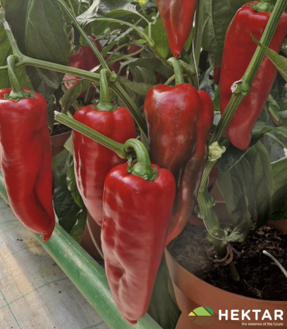 Seminte de ardei capia NAPOCA  F1 500 sem [1]