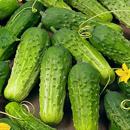 Castraveti - Seminte de castraveti Crisan - Agrosel