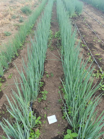 Ceapa - Seminte de ceapa Oasis F1 50 g