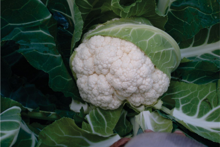 Conopida - Seminte de conopida Lecanu F1 2500 seminte Syngenta