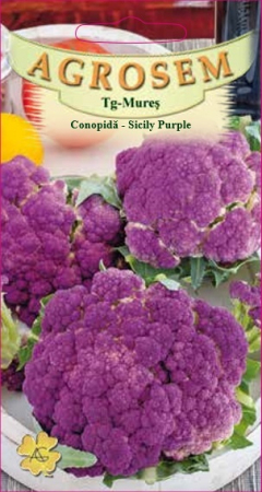Conopida - Seminte de conopida mov Sicily Purple 1g Agrosem