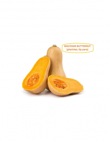 Dovleac - Seminte de dovleac de copt Waltham Butternut - RACI Sementi