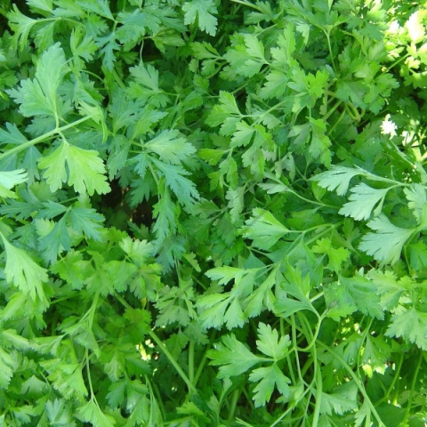 patrunjel - Seminte de Patrunjel "Gigante D'Italia"  vrac