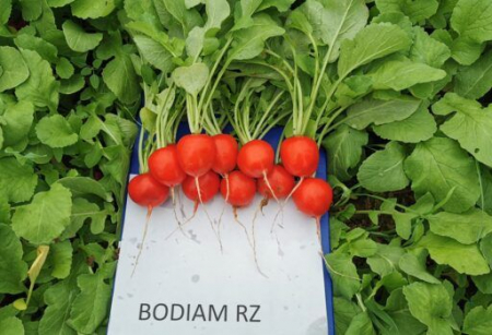 Ridichi - Seminte de ridichi Bodiam F1