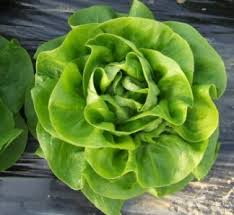 Salata - Seminte de salata capatana Sprinter 5 g