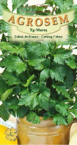 Seminte plante aromatice - Seminte de telina de frunze 1g