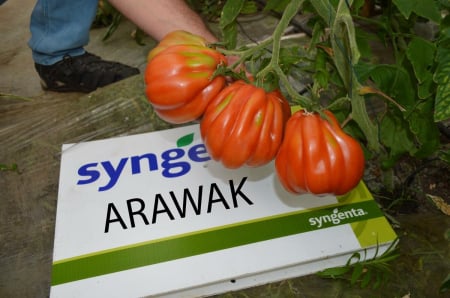 Seminte de tomate Arawak F1 500 seminte [2]