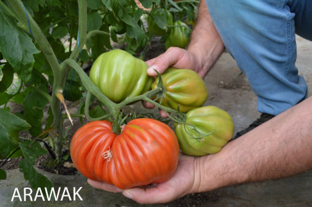Tomate - Seminte de tomate Arawak F1 500 seminte