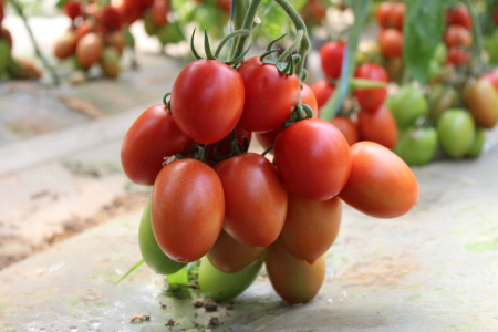 Tomate - Seminte de tomate Bacalar F1 500 seminte