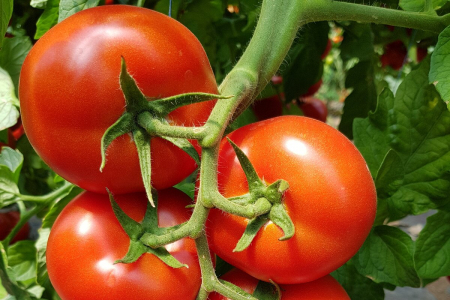 Tomate - Seminte de tomate beldine F1 500 seminte