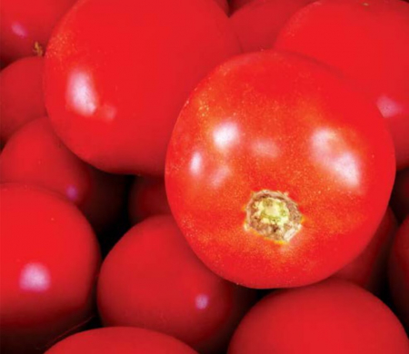 Tomate - Seminte de tomate Bobcat F1 1000 seminte