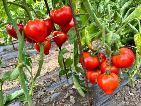 Seminte de tomate Costared F1, 100 sem [1]