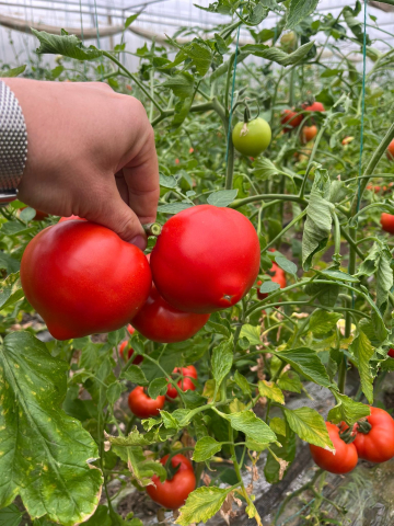 Tomate - Seminte de tomate Costared F1, 100 sem