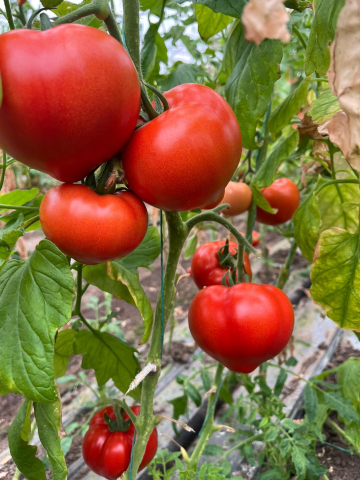 Tomate - Seminte de tomate Costared F1, 1000 sem