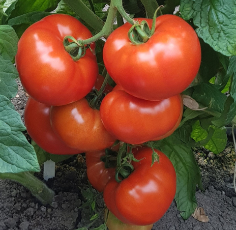 Tomate - Seminte de tomate de camp Buzau 22 5g - SCDL Buzau
