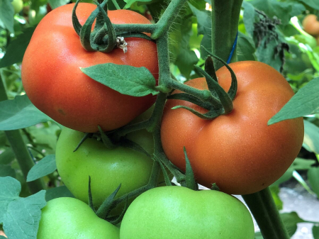 Seminte de tomate Dinakor F1 500 seminte [1]