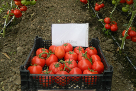 Tomate - Seminte de tomate Dinakor F1 500 seminte
