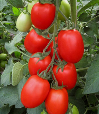 Tomate - Seminte de tomate Firmus F1 2500 seminte