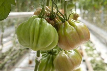 Seminte de tomate Gigawak F1 500 seminte [1]