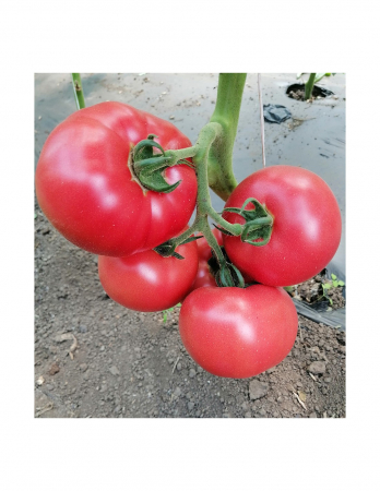 Tomate - Seminte tomate HTP-11