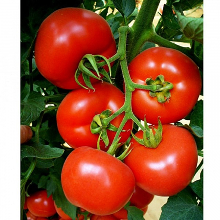 Tomate - Seminte tomate Belladona