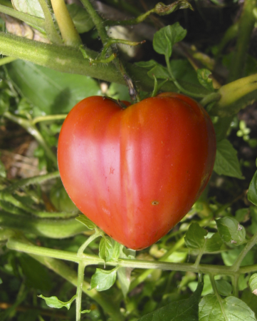 Tomate - Seminte de tomate inima de bou 5 gr Pieterpikzonen