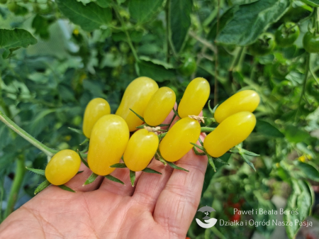 Tomate - Seminte de tomate Ivorino F1 500 seminte