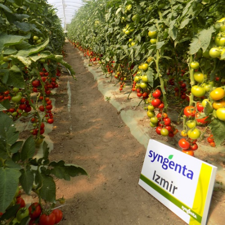Tomate - Seminte de tomate Izmir F1 500 seminte