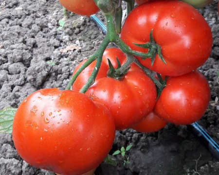 Seminte de tomate Kaponet F1 500 seminte [1]