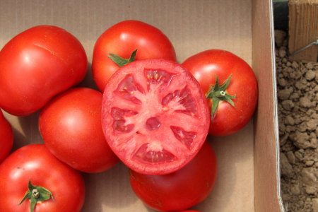 Tomate - Seminte de tomate Kingset F1 500 seminte
