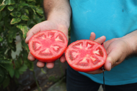 Seminte de tomate Kingset F1 500 seminte [1]