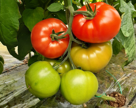 Seminte de tomate Kingset F1 500 seminte [2]