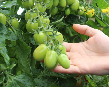 Tomate - Seminte de tomate Landolino F1 500 seminte
