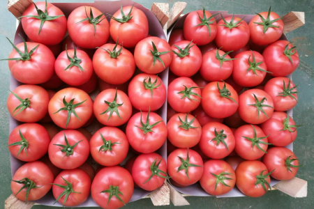 Seminte de tomate Mamston F1 500 seminte [2]