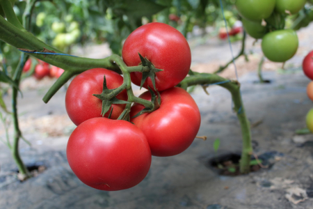 Seminte de tomate Mamston F1 500 seminte [1]
