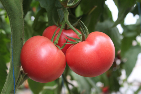Tomate - Seminte de tomate Mamston F1 500 seminte