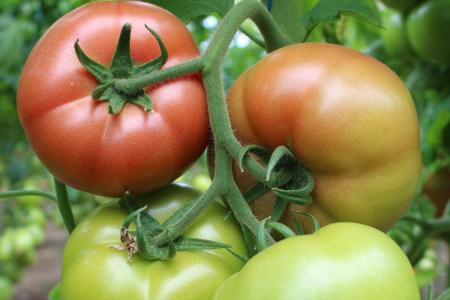 Tomate - Seminte de tomate Manekro F1 500 seminte