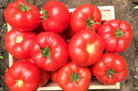 Tomate - Seminte de tomate Marifet F1 500 seminte