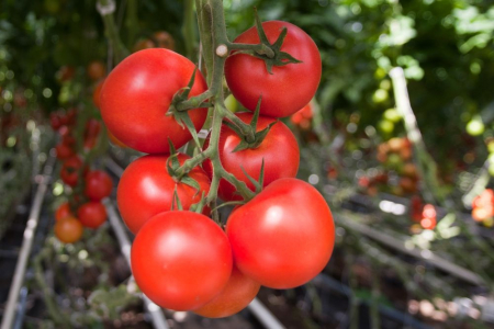Tomate - Seminte de tomate Moldoveanu F1 500 seminte