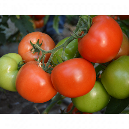 Tomate - Seminte de tomate Panekra F1 500 sem