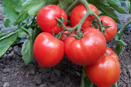 Tomate - Seminte de tomate Pekonet F1 500 seminte